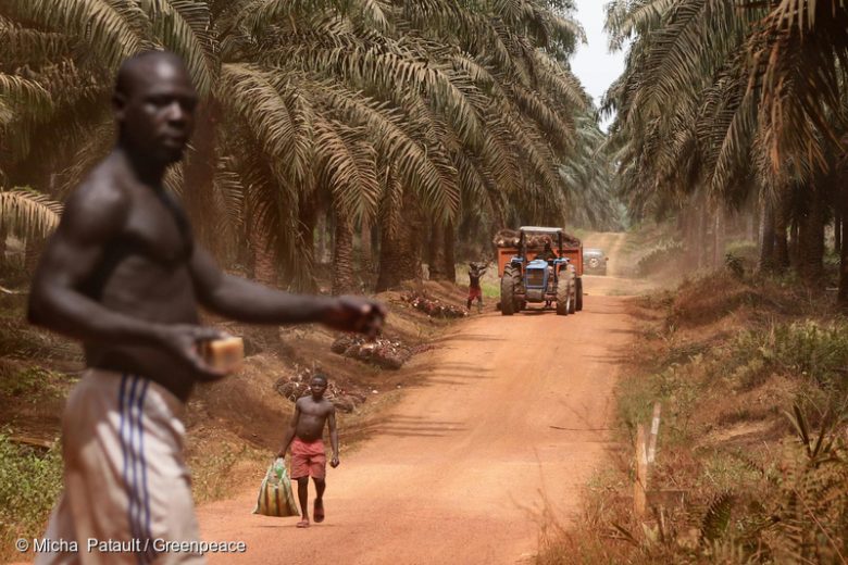 Des travailleurs d’une plantation de palmiers à huile de la filiale de Socfin Socapalm près de Apouh, au Cameroun.© Micha Patault / Greenpeace
