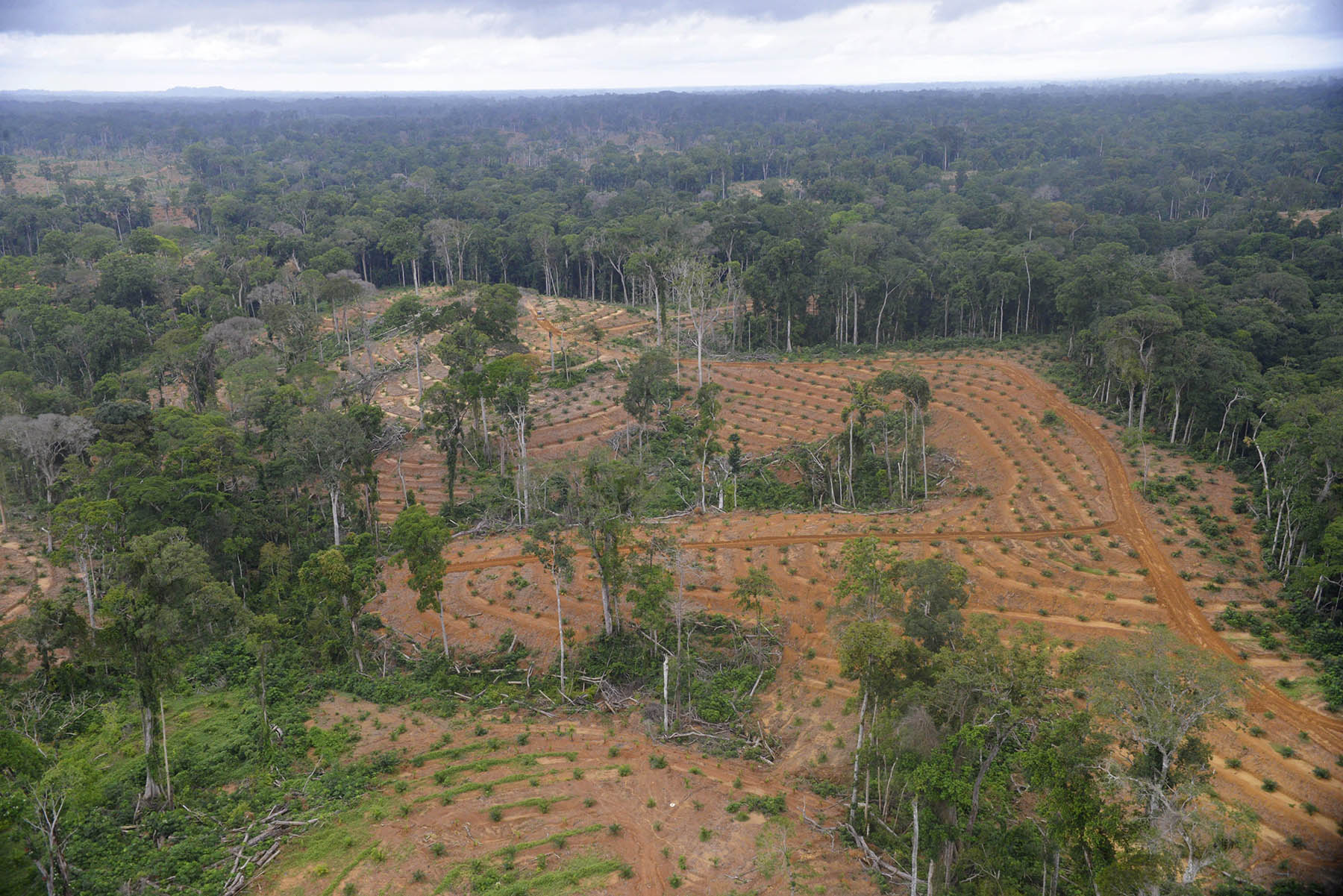Déforestation : une plantation de palmiers à huile d’Olam à Kango, au Gabon.© Xavier Bourgois / Getty Images